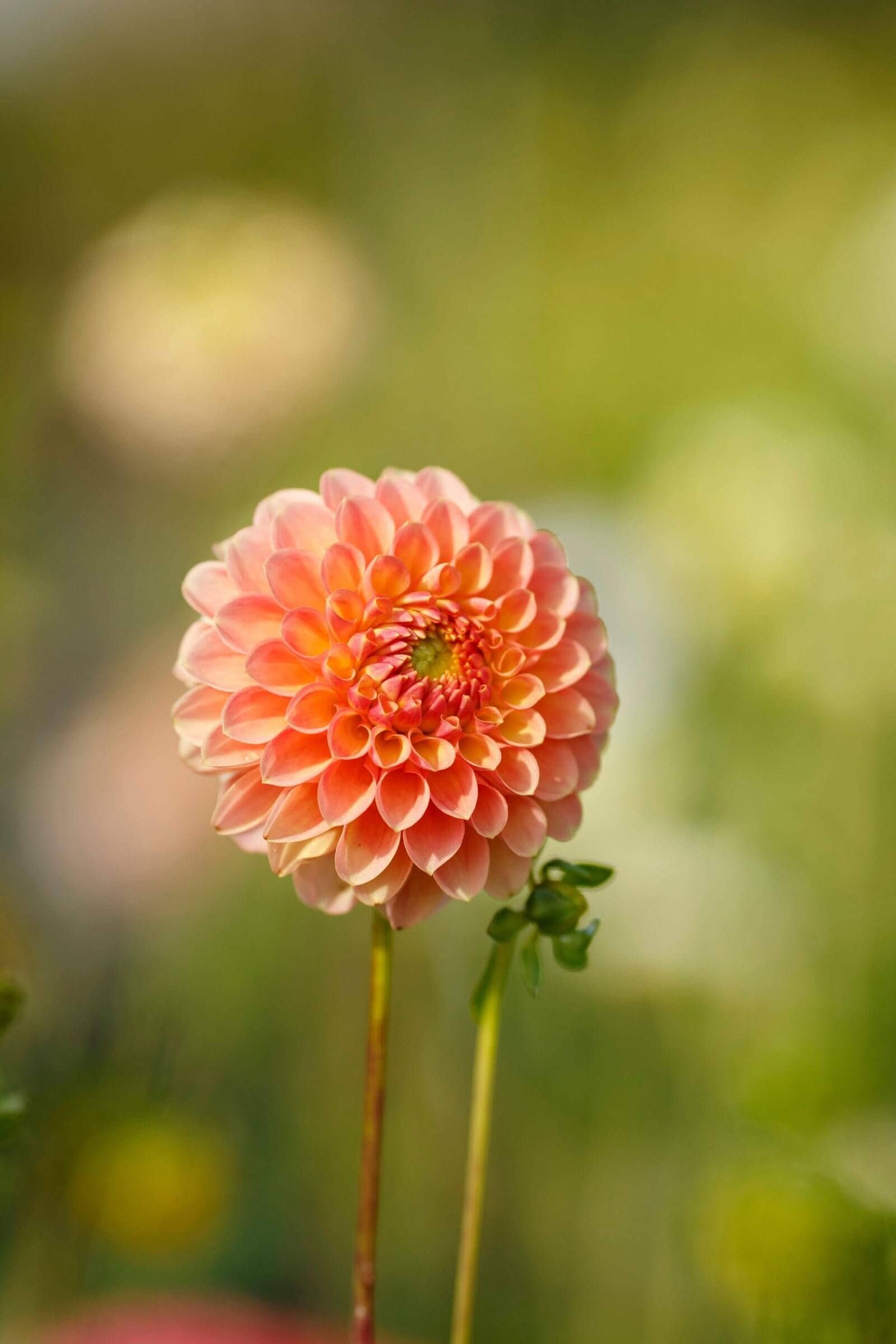New Dahlias for 2022 - Longfield Gardens