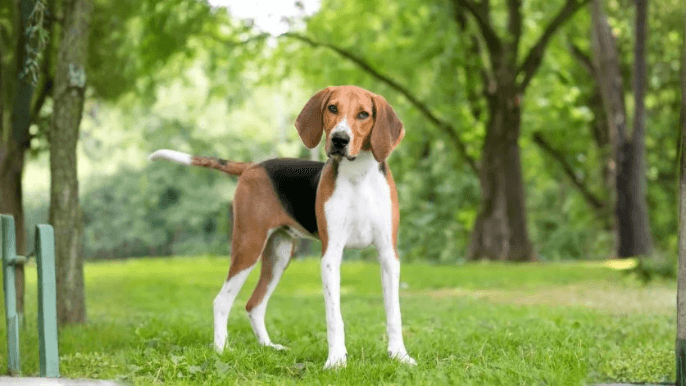 English Foxhound Temperament