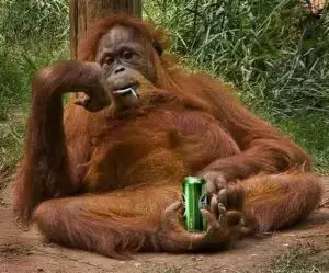 A Day in the Life of The Apeman