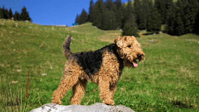 Welsh Terrier Temperament