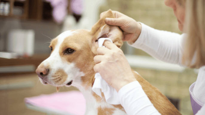 dog ear cleaning