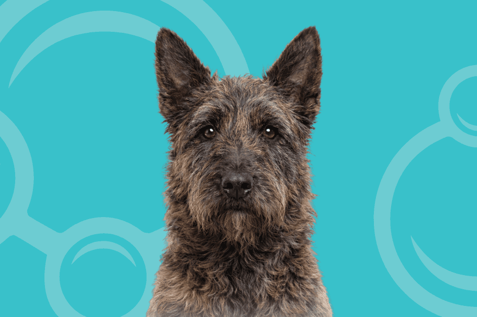 Dutch Shepherd Wire Coat Temperament and Grooming