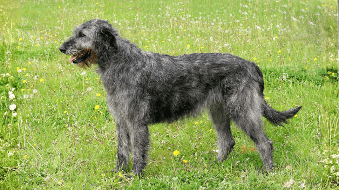 Irish Wolfhound Temperament