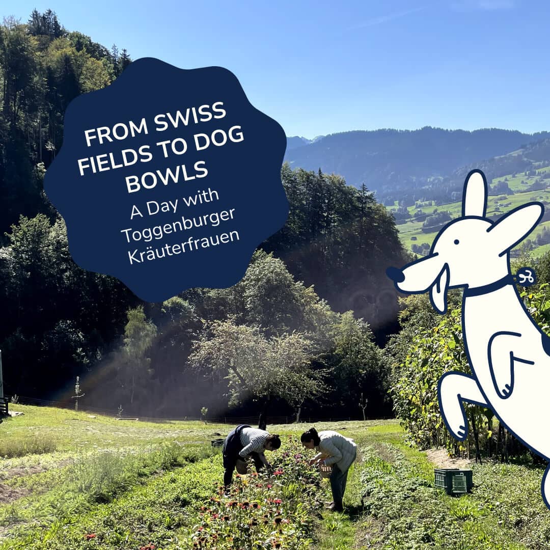 From Swiss Fields to Dog Bowls: A Day with Toggenburger Kräuterfrauen