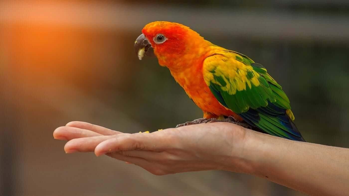 Companion parrot on a person's hand representing parrots helping veterans and rescued bird adoption