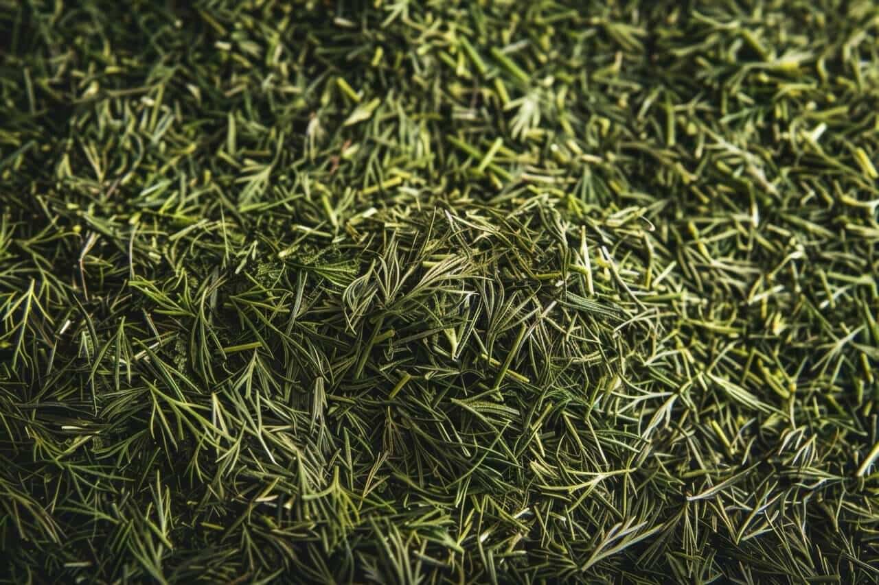 Dill Weed in the Wind: A Fragrant Herb's Global Tale