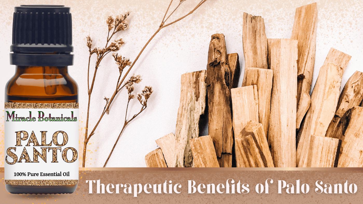 Palo Santo: Holy Wood Benefits, History & Traditional Uses