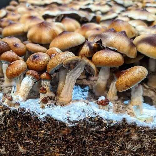 Golden Teacher Spores