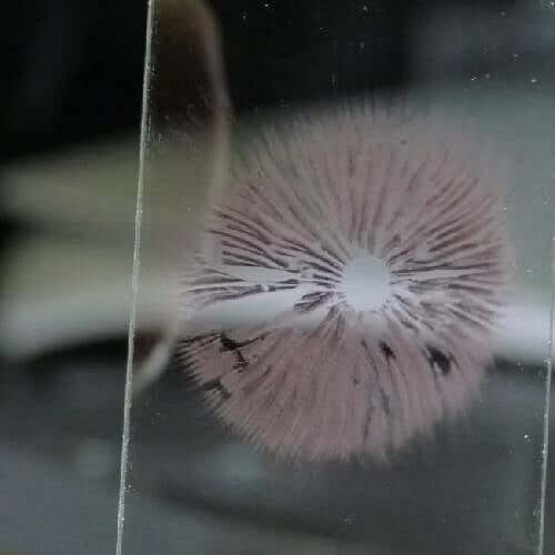 Mushroom Spore Print