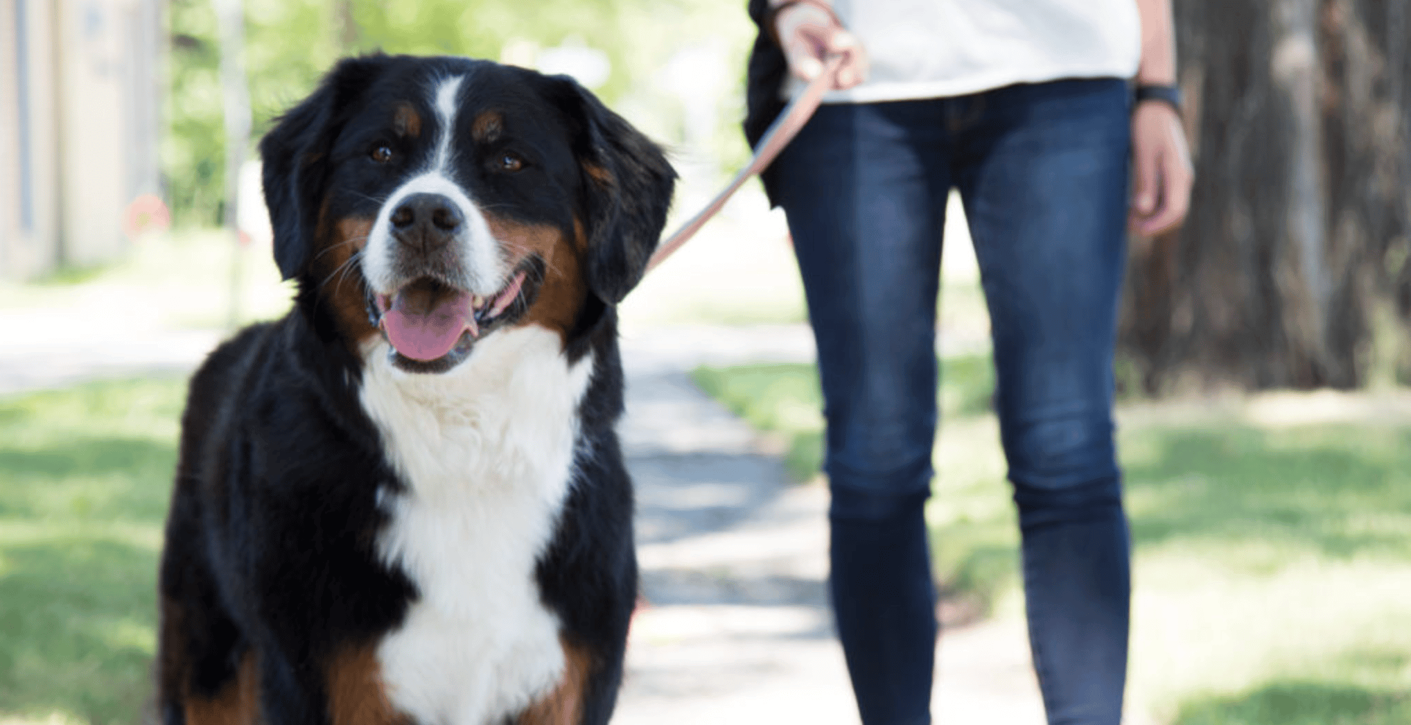 Which is Better, Martingale Collar or Harness?
