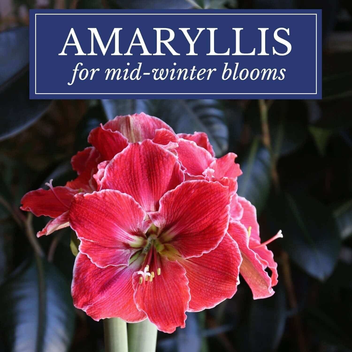 New Amaryllis for Mid-Winter Blooms