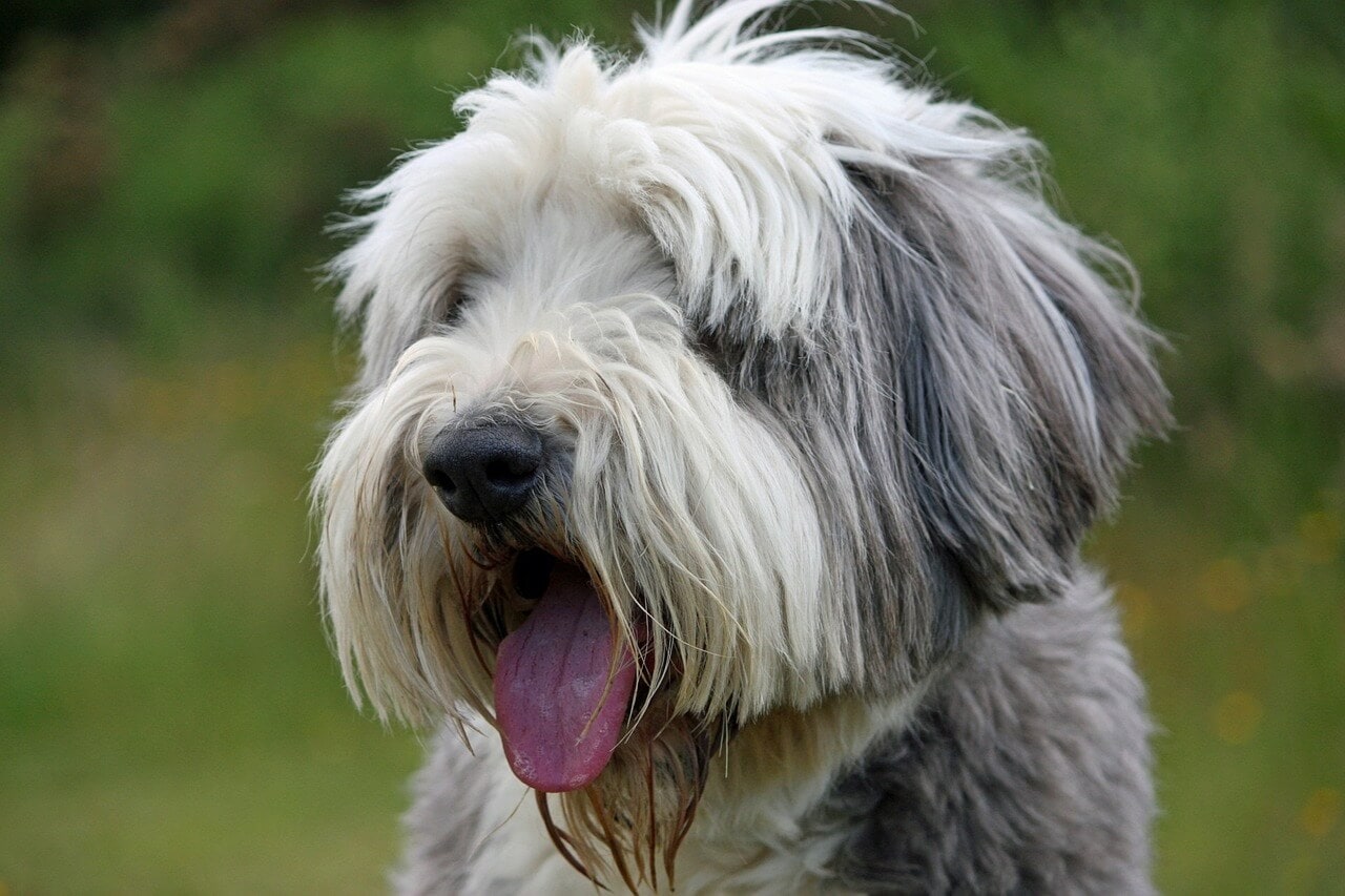 Bearded Collie Information and Characteristics