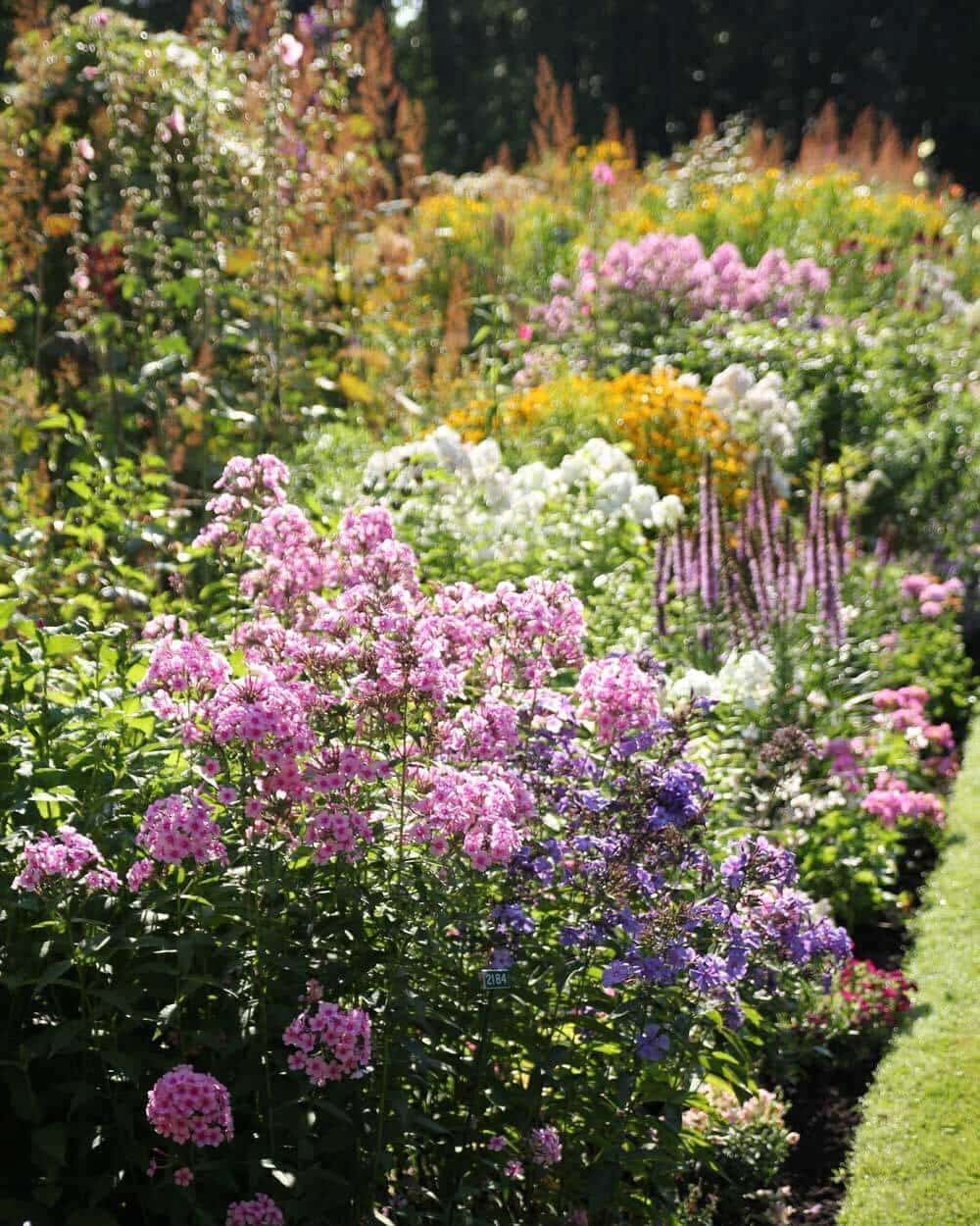 Summer-Perennial-Garden-Maintenance—Longfield-Gardens