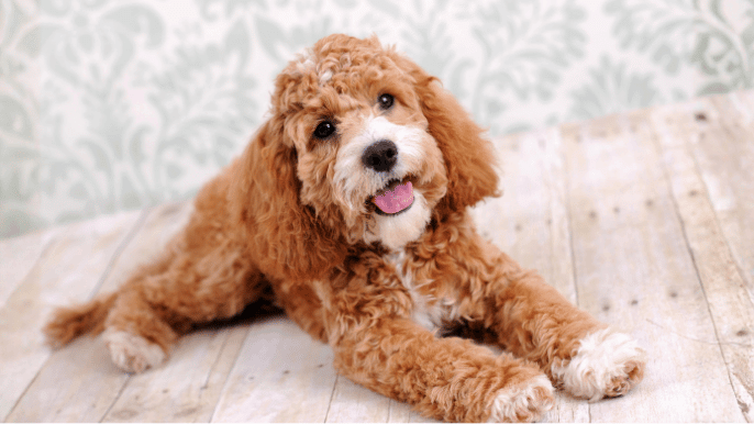 Cockapoo Temperament