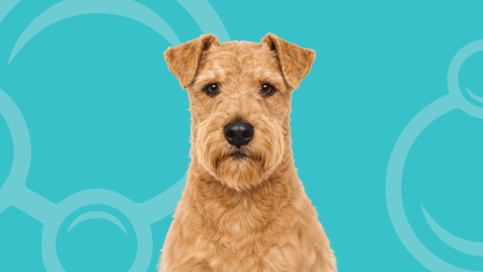 Lakeland Terrier Temperament