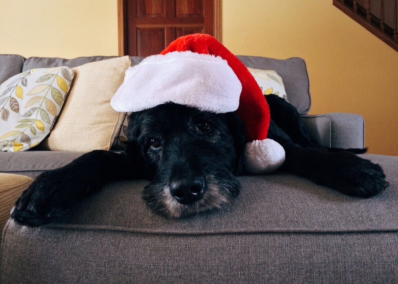 Christmas Dog Gifts: Keeping Your Pet Calm and Happy During Festivities
