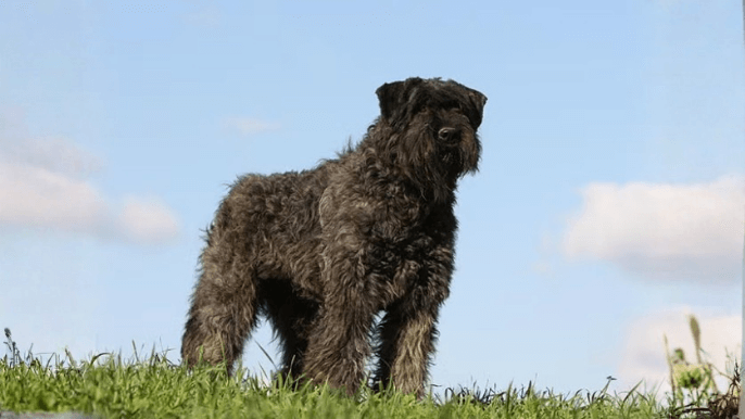 Bouvier des Flandres Temperament