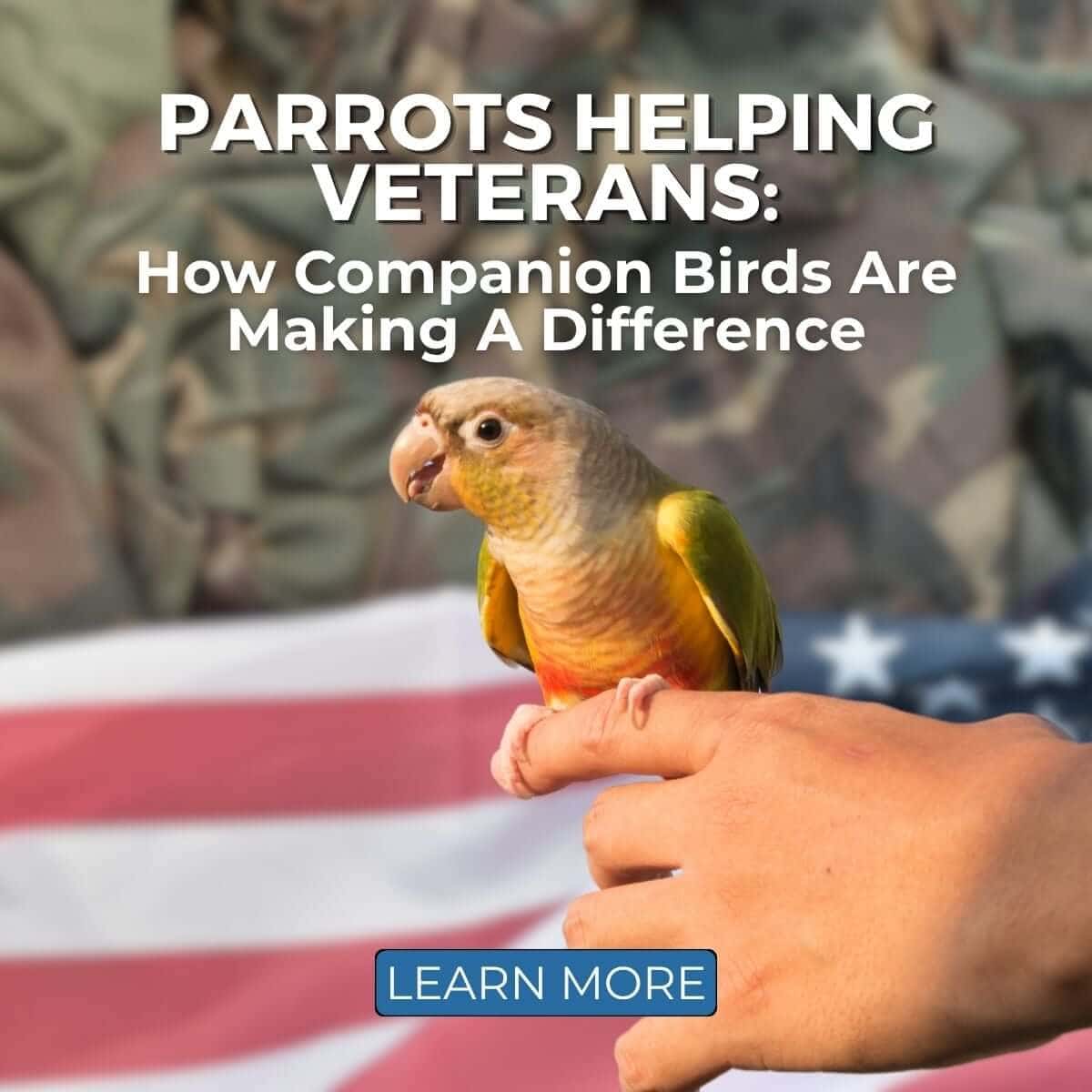 Parrots Helping Veterans: How Companion Birds Are Making A Difference