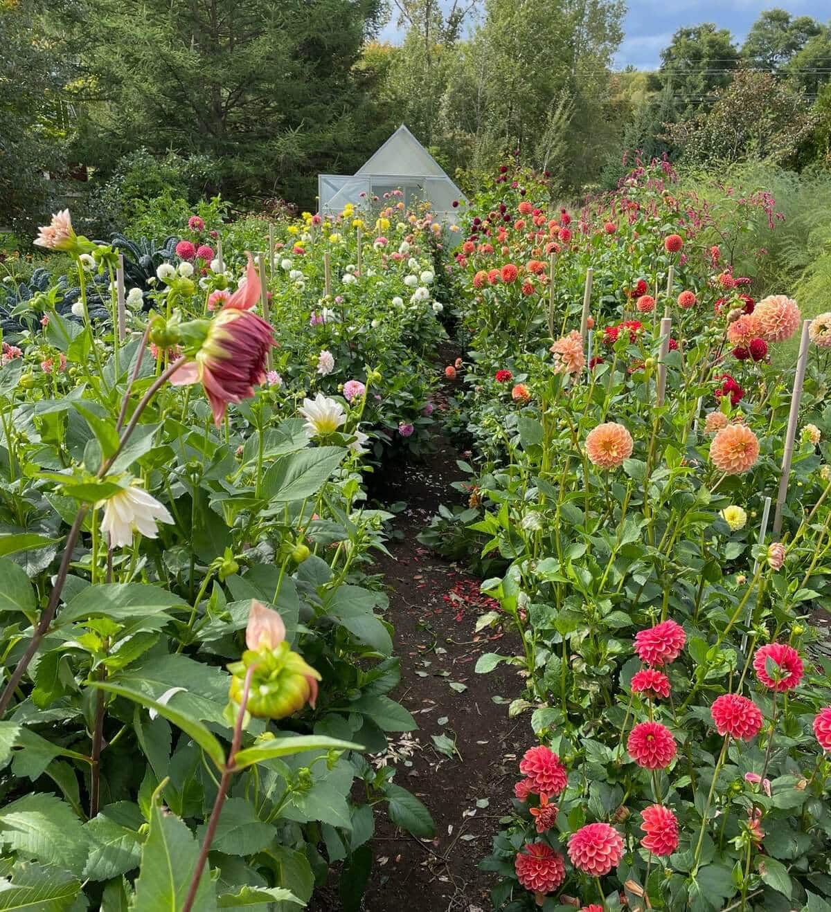 Best Options for Staking Dahlias - Longfield Gardens