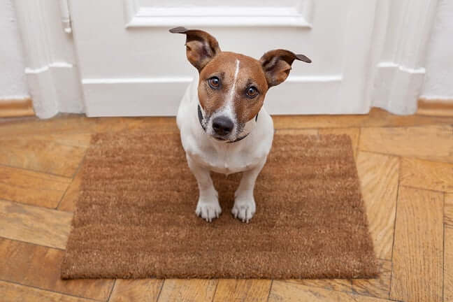 Dog calm and sitting by front door