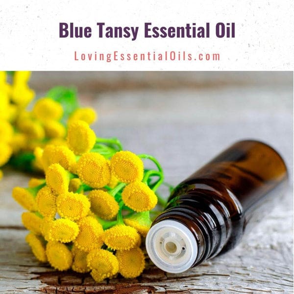 Blue Tansy Essential Oil for Anxiety and More with DIY Recipes by Loving Essential Oils