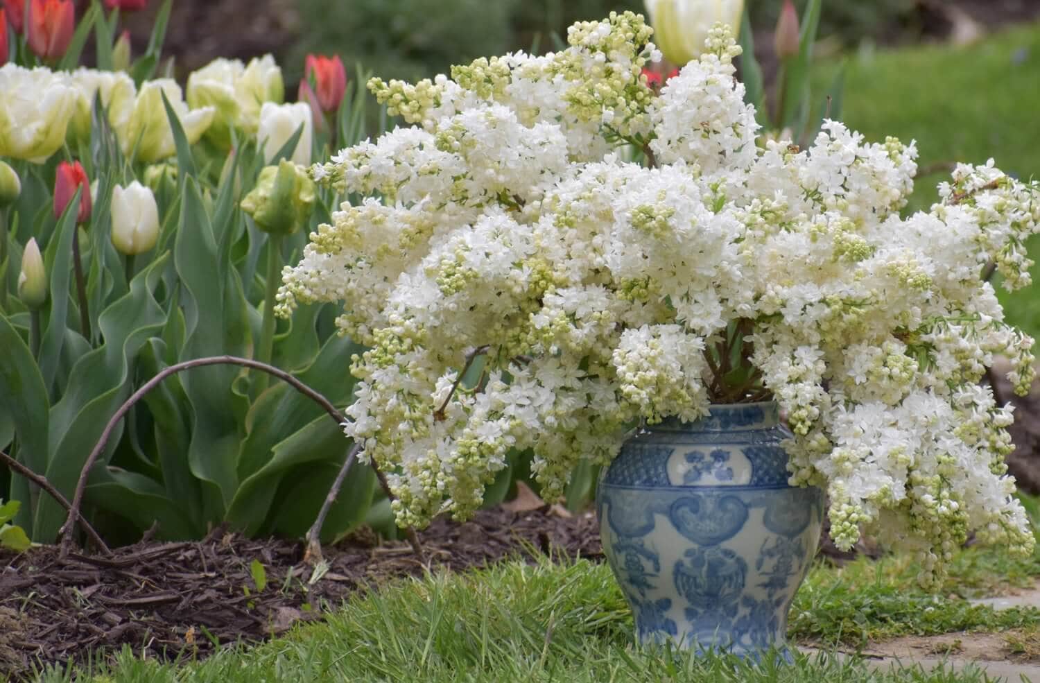 How to Get the Longest Vase Life from Fresh Cut Flowers - Longfield Gardens