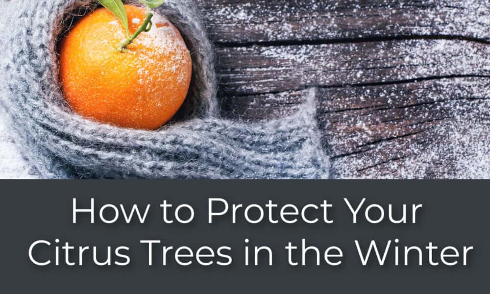 How to Protect Your Citrus Trees in the Winter