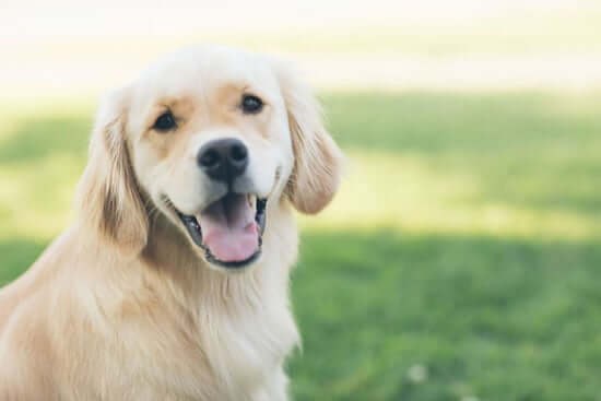 golden retriever sitting in yard smiling at camera