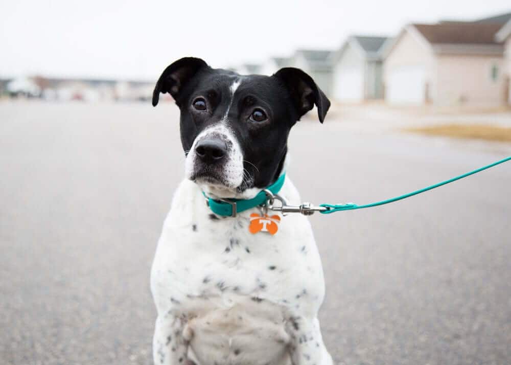 Show Team Spirit With Your Dog During March Madness