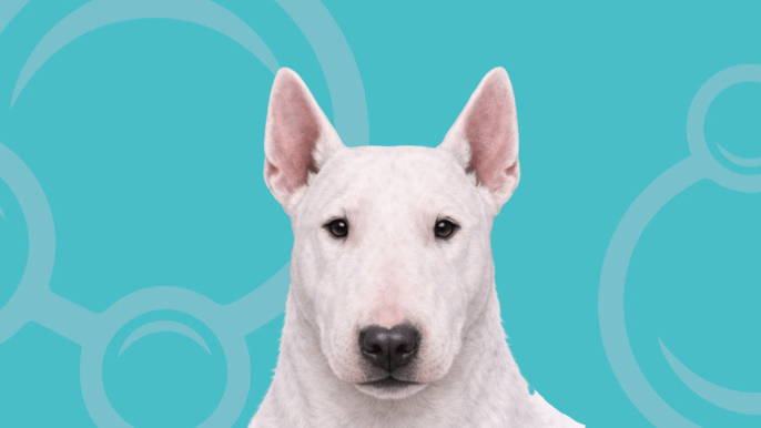 Bull Terrier Temperament
