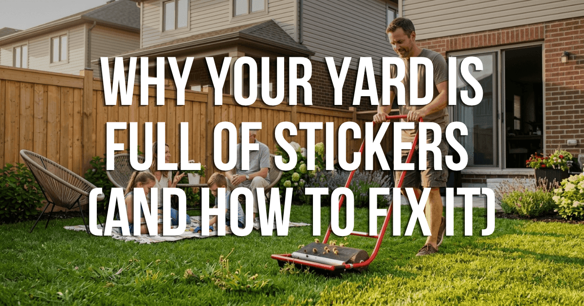 Why Your Yard Is Full of Stickers (And How to Fix It)