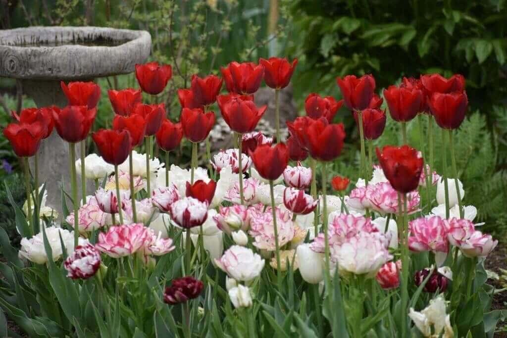 Tips for Using Tulips as Cut Flowers Longfield Gardens