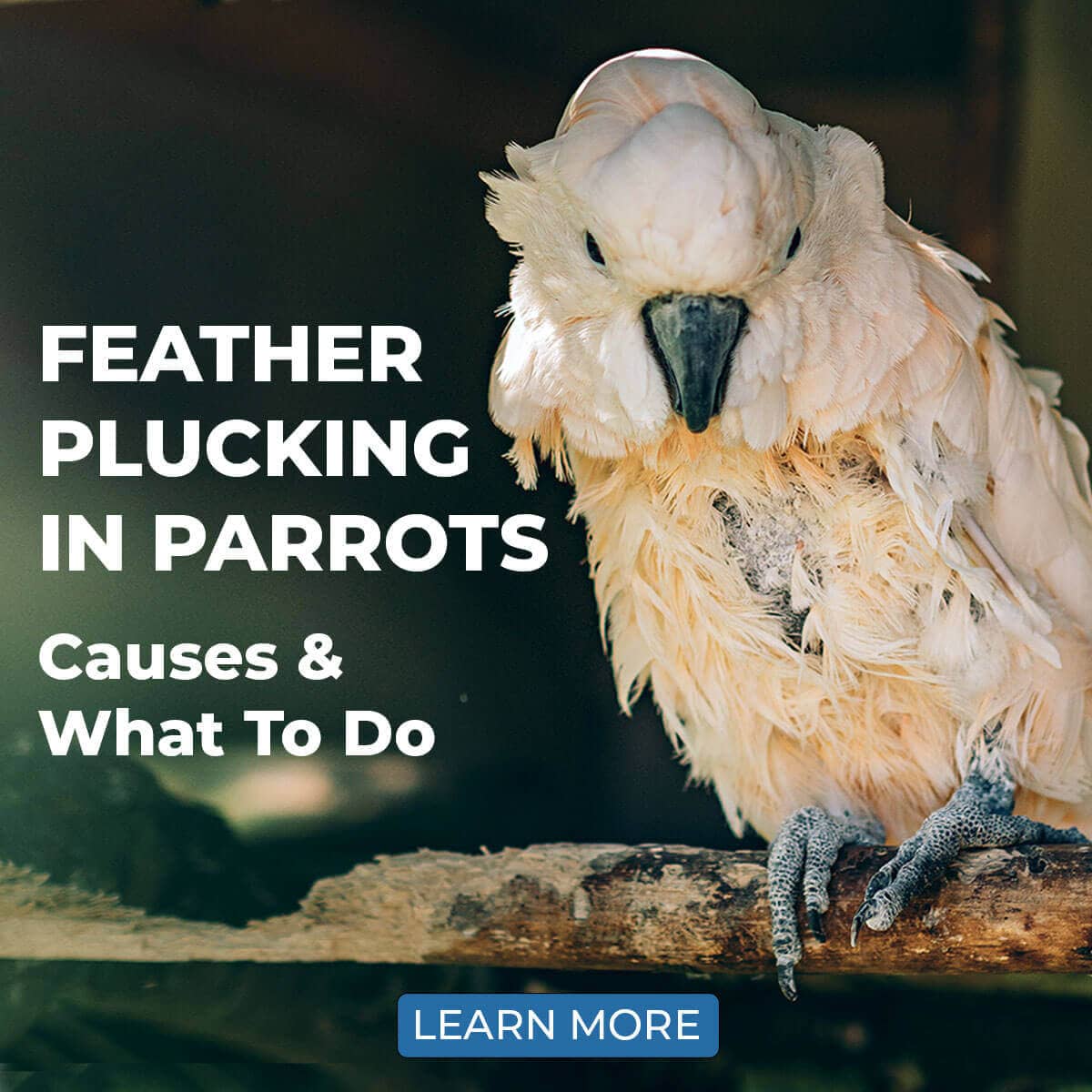 Feather Plucking In Parrots - Causes & What To Do