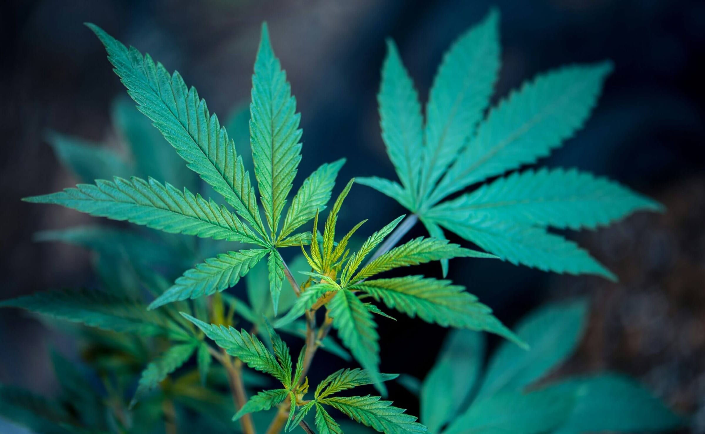 Close-up of green cannabis leaves against a dark background
