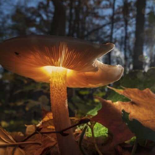 Psilocybe Spores