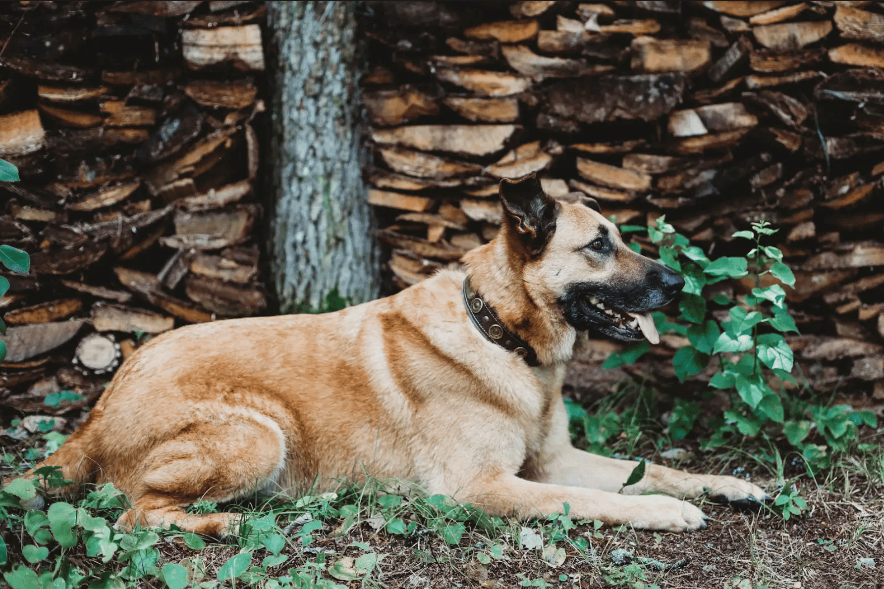 german shepherd wearing wide padded leather dog collar