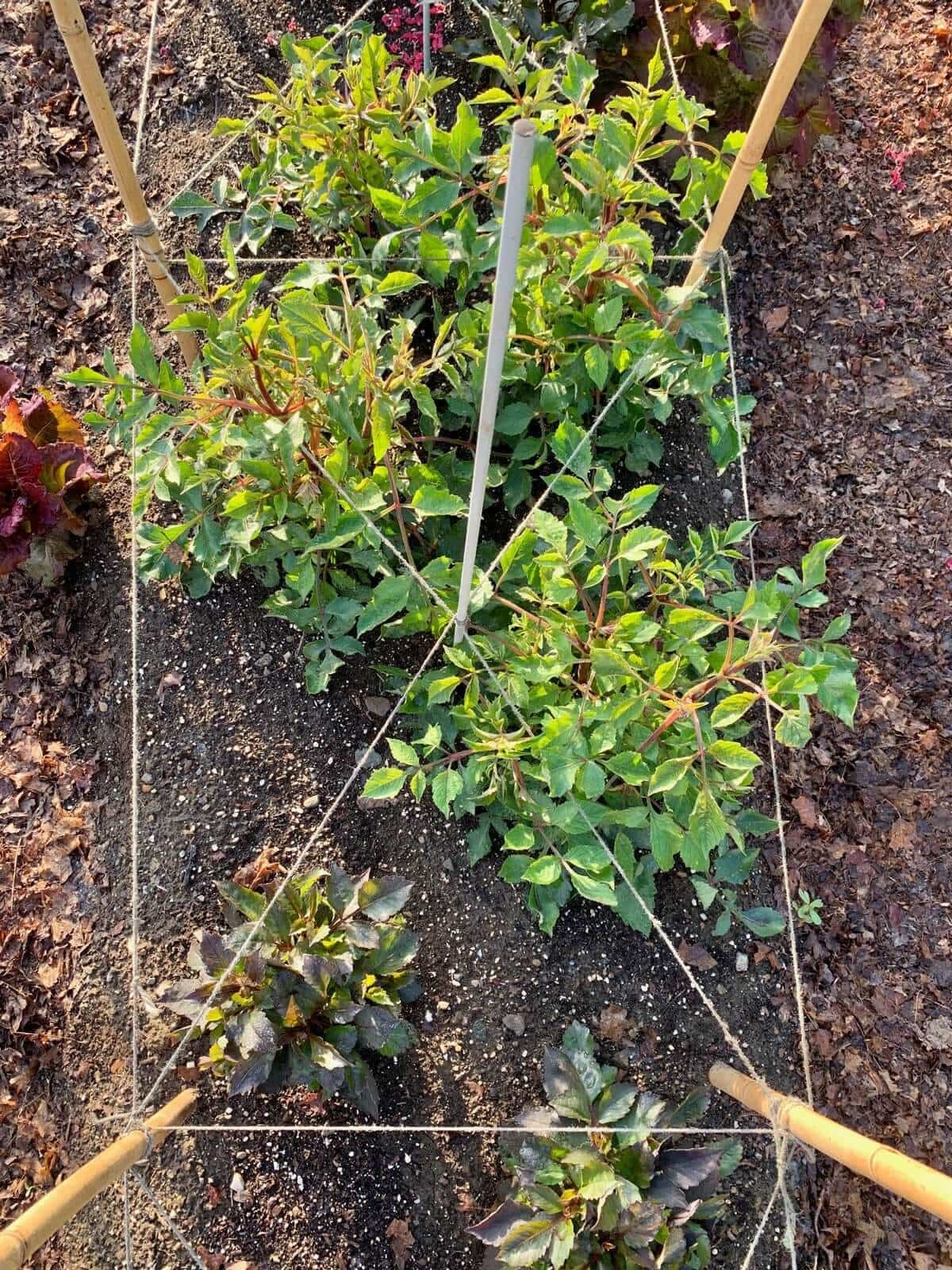 Best Options for Staking Dahlias - Longfield Gardens