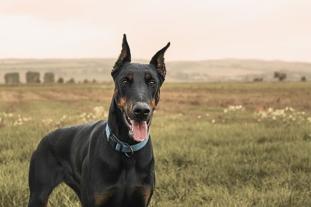 Doberman Pinscher wearing nylon webbing light blue collar while standing in field