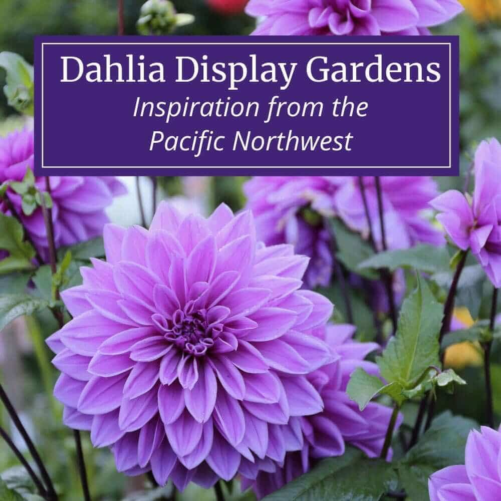 Dahlia Display Gardens: Inspiration from the Pacific Northwest