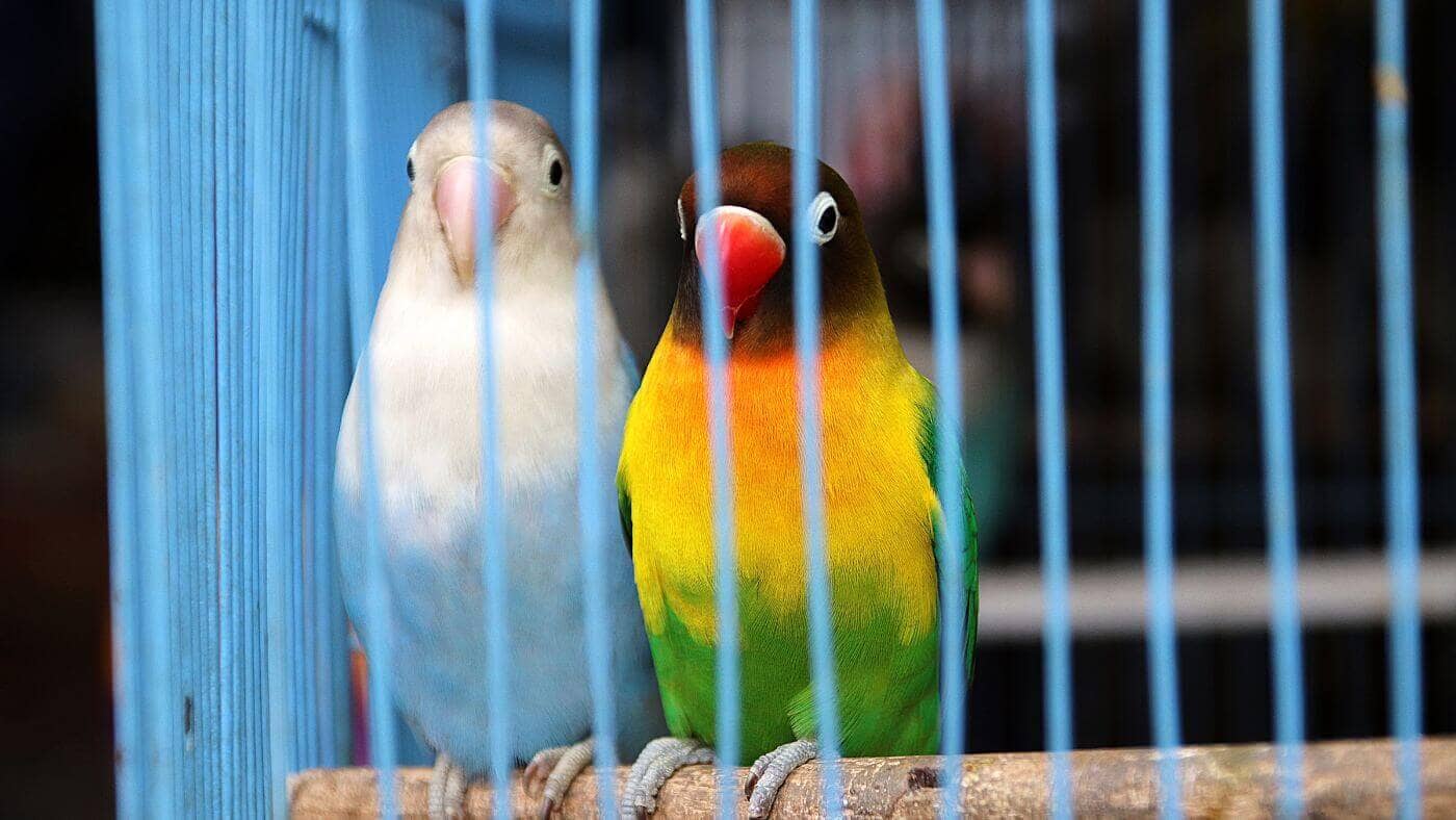 Couple of Lovebirds in Cage
