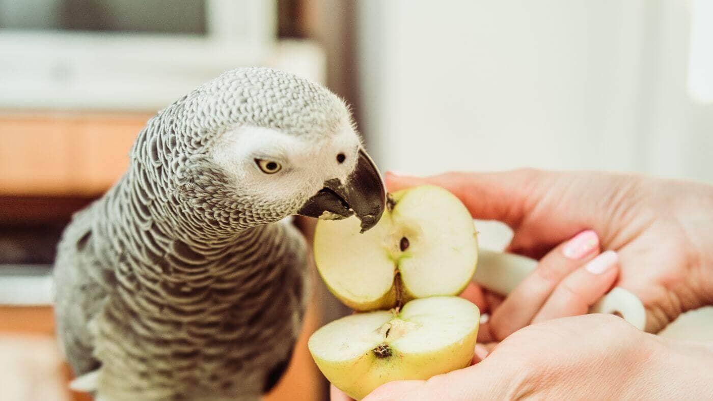 African Grey Parrot Eating Apples