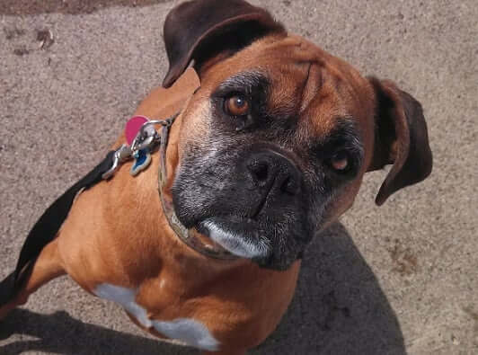 How to Teach a Dog to Stay With Distractions