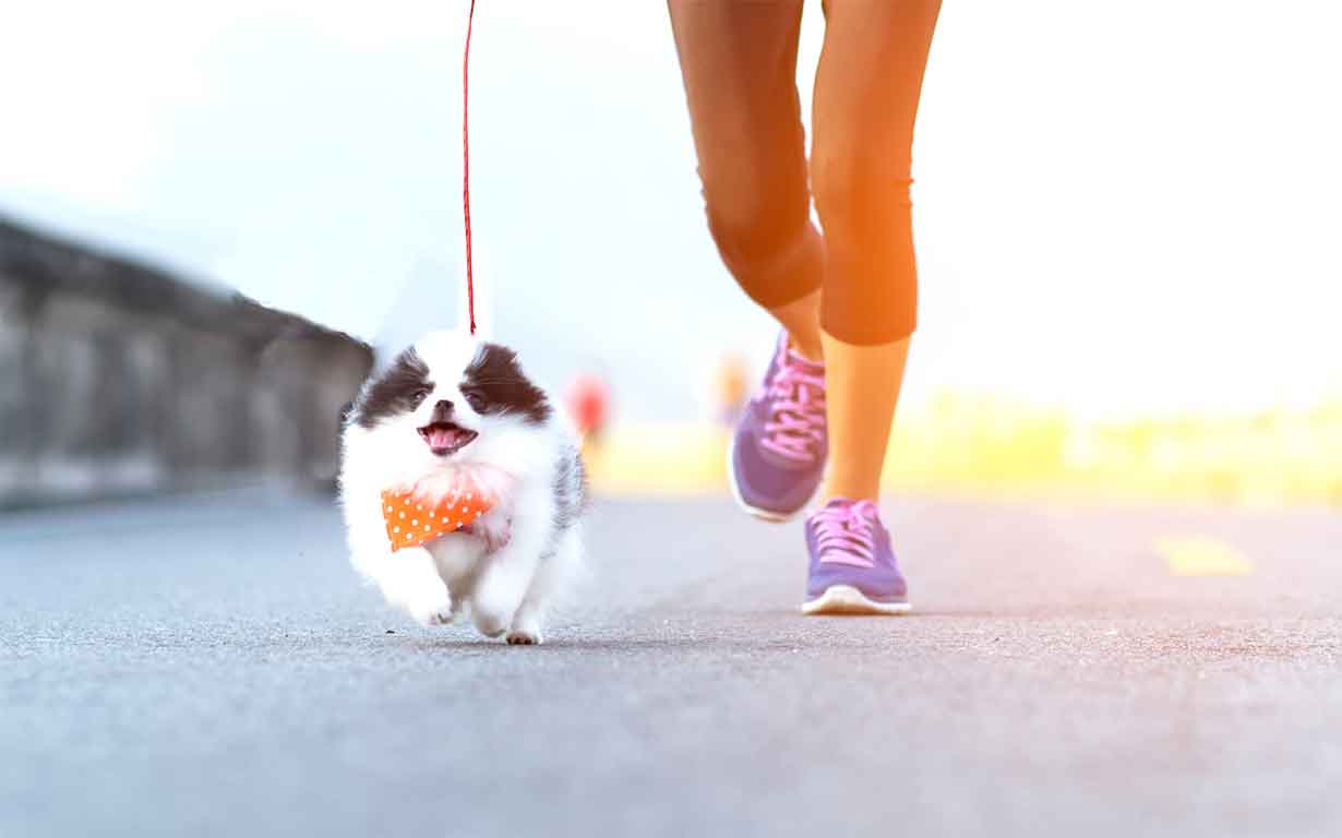 5 Puppy Exercise Tips: How to Get Your Puppy Tired