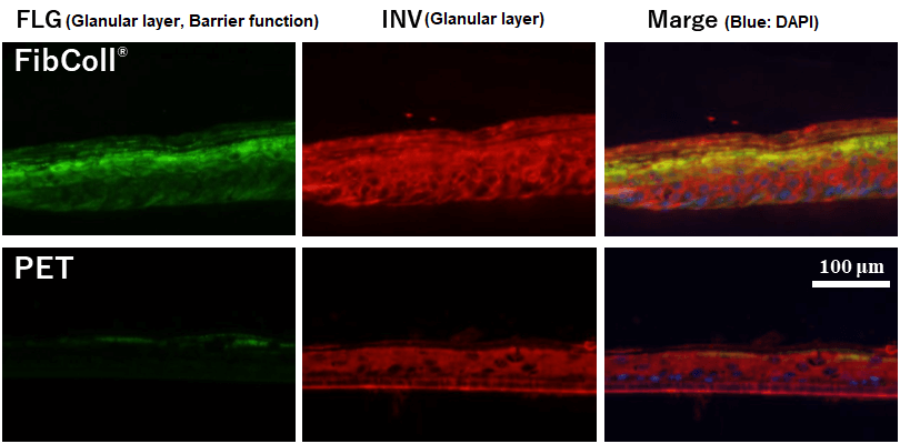 fluorescent immunostaining of frozen epidermal model sections