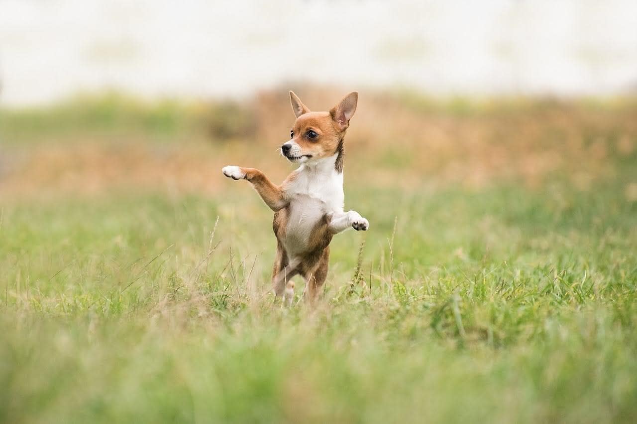 Why Do Dogs Eat Grass?