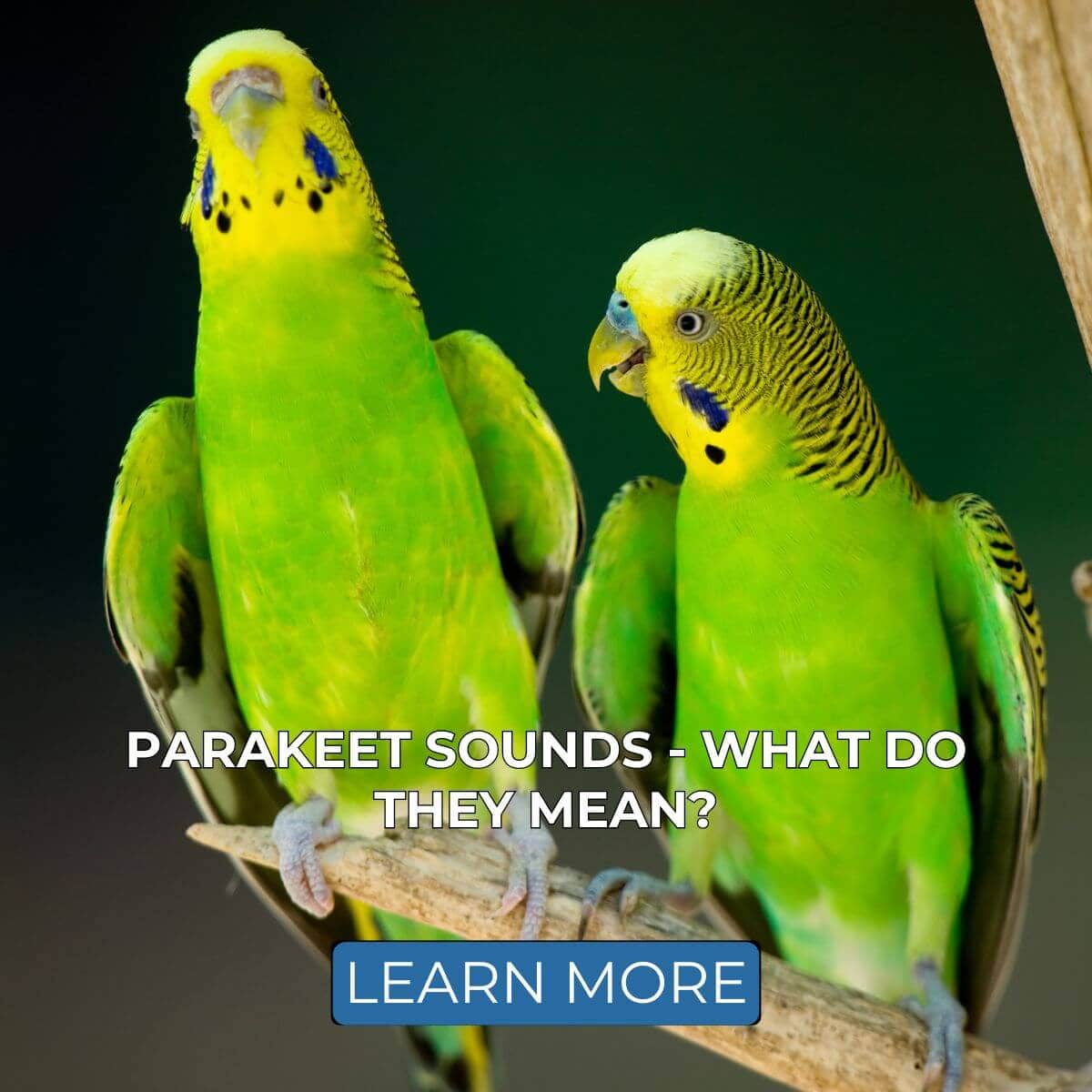 Parakeet Sounds - What Do They Mean?