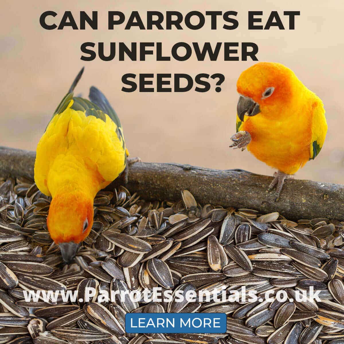 Can Parrots Eat Sunflower Seeds?