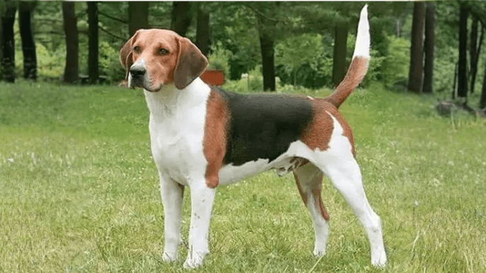 Treeing Walker Coonhound Temperament