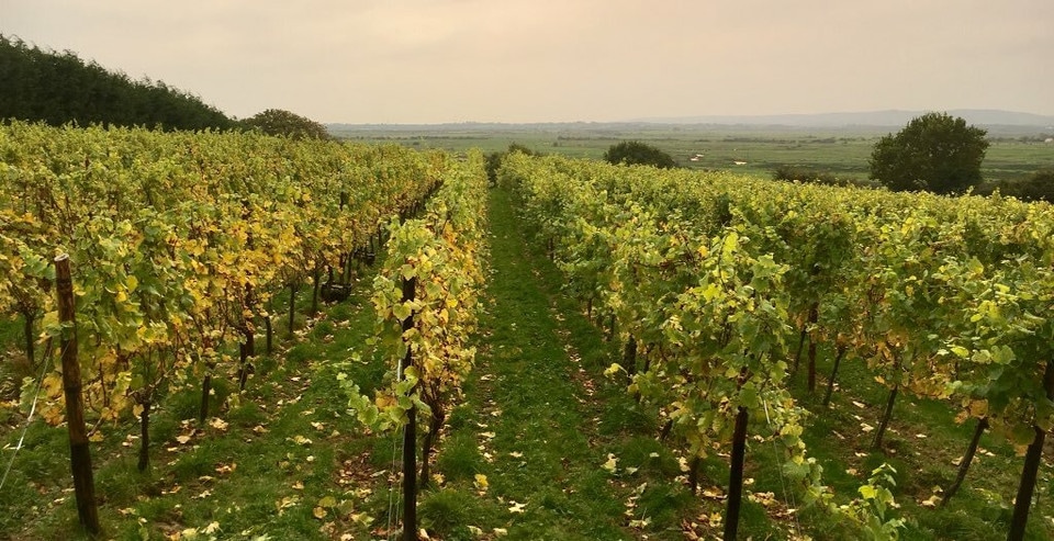 Modern vineyard row architecture at Henners in East Sussex