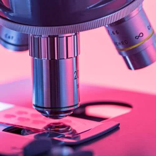 Microscope Spores
